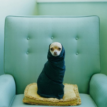 Chihuahua in a scarf