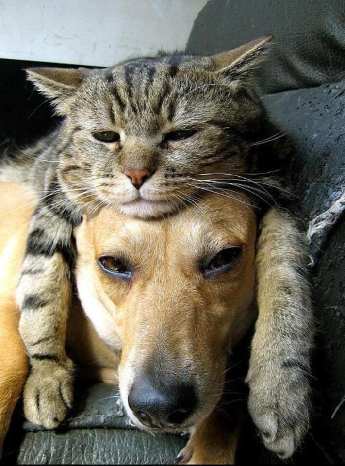 Cat Laying on Dog