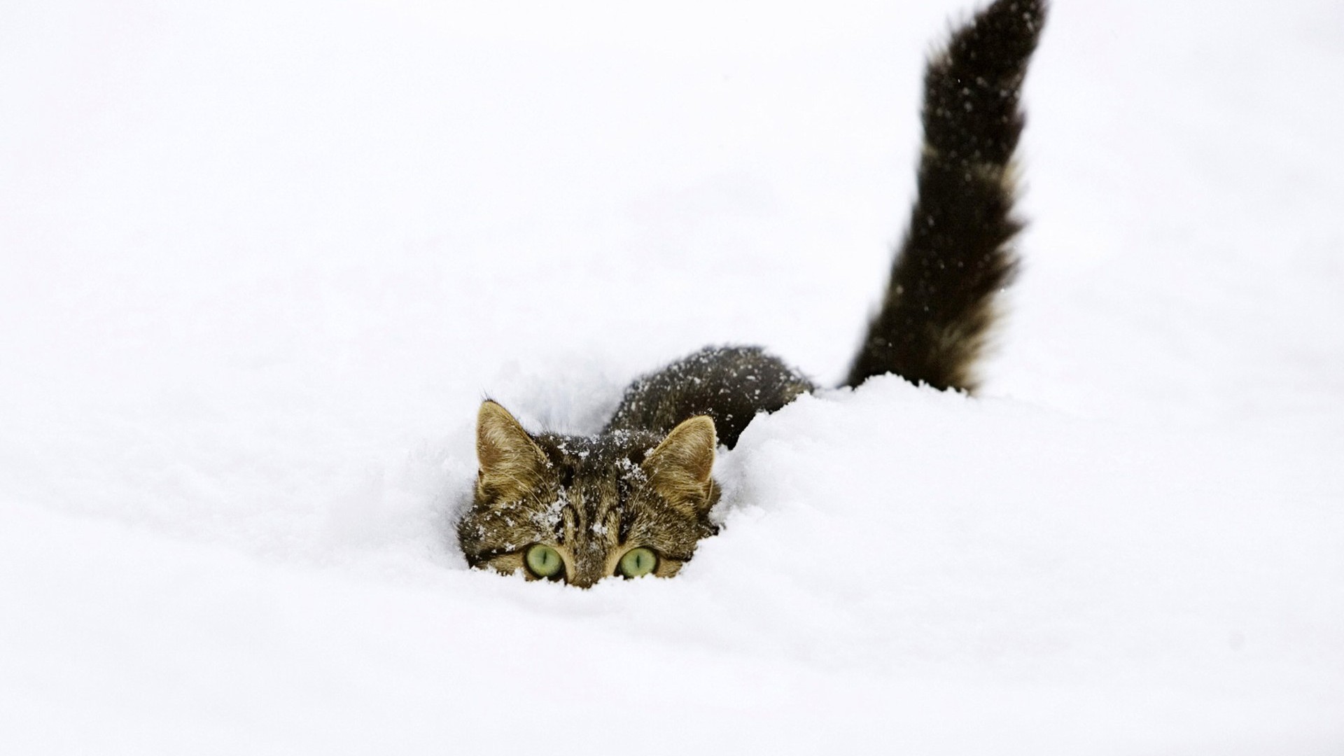 Cat hiding in snow