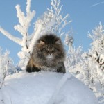 King of the Mountain