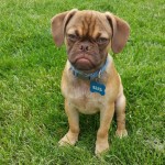 Earl the Grumpy Puppy