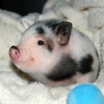 This little piggy…