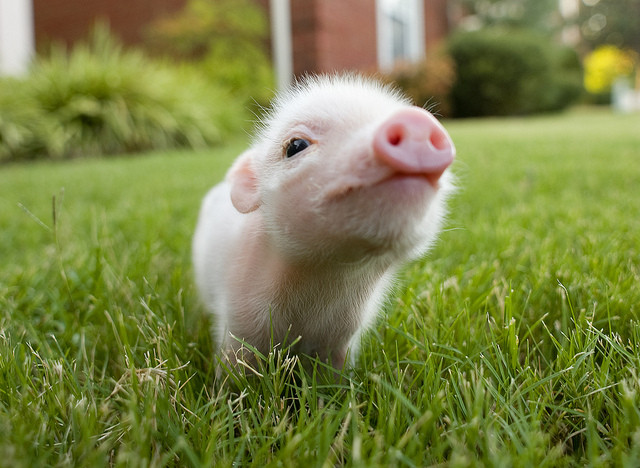 Cute fuzzy baby pig