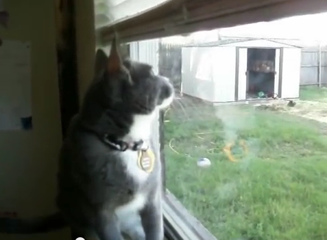 Cat chattering at birds