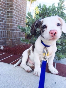 aww cute puppy