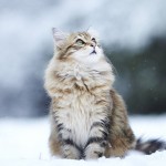 Fresh Air