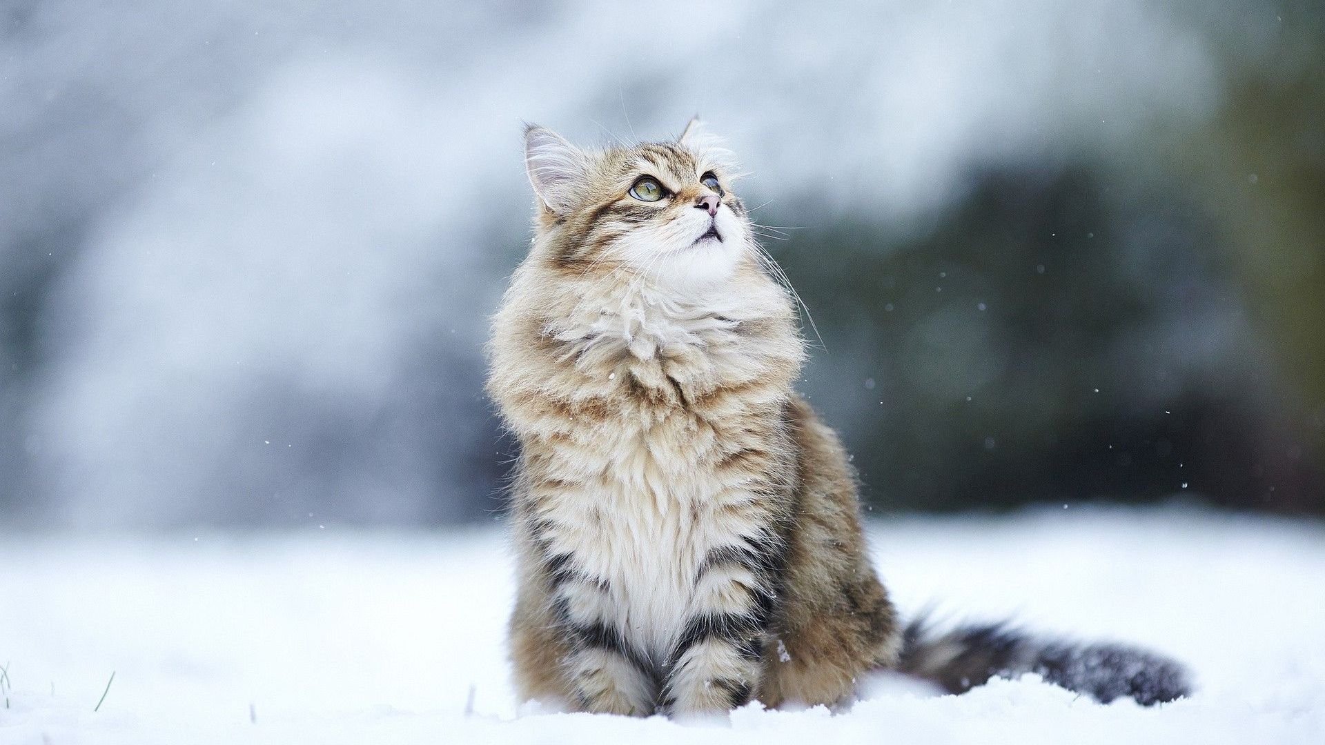 Cats in snow