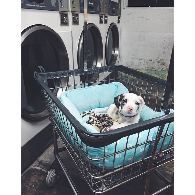 Laundromat Puppy