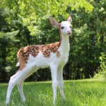 Dragon, the white faced deer.