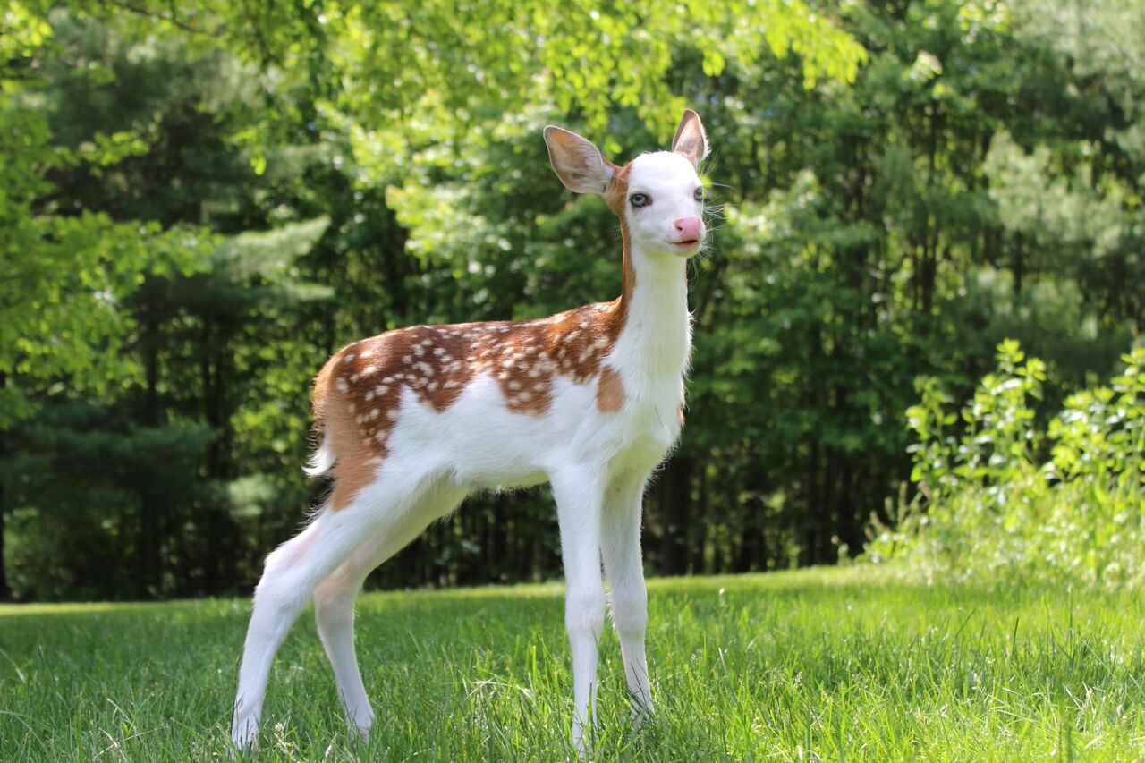 Dragon, the white faced deer.