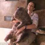 The oldest and BIGGEST wombat in captivity