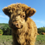 Baby Highland Coo (Cow)