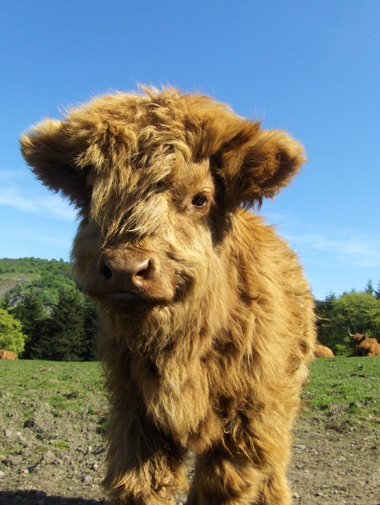 Baby Highland Coo (Cow)