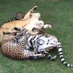 Cat Pile