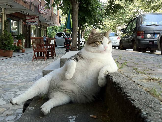 chillin cat