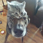 Pals