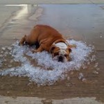 Trying to Stay Cool