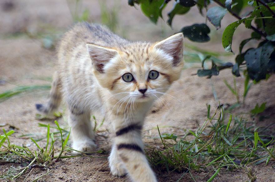 Sand Cat