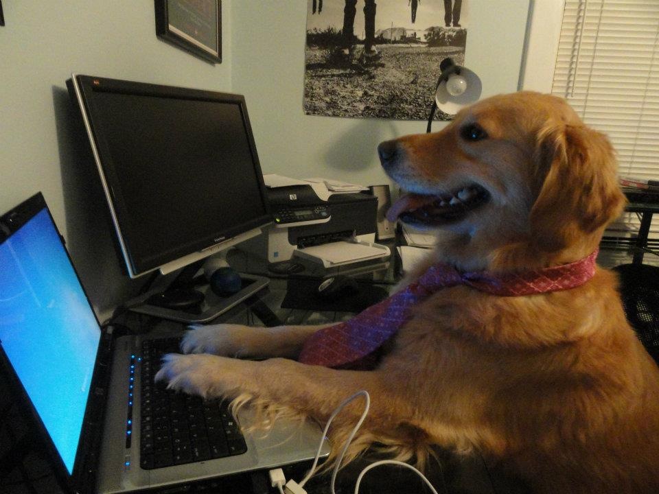 Dog Working