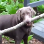 Dog wants to bring his owner a stick…