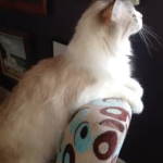 Leroo talking to birds