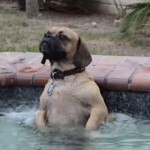 Silly Pooch Really Loves the Hot Tub