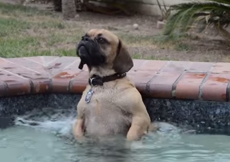 Tub Pup