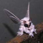Cute Fuzzy Moths