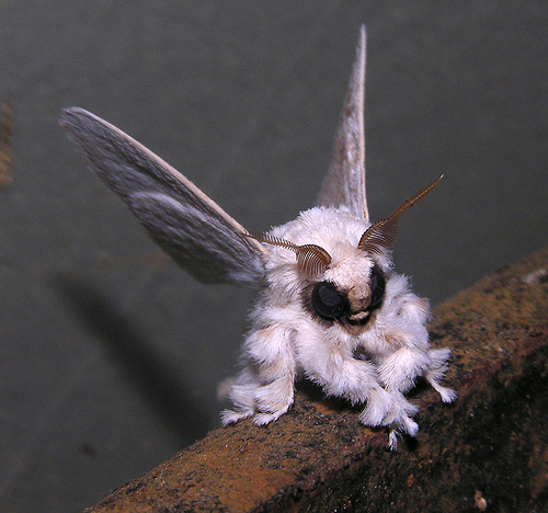 Cute fuzzy moths