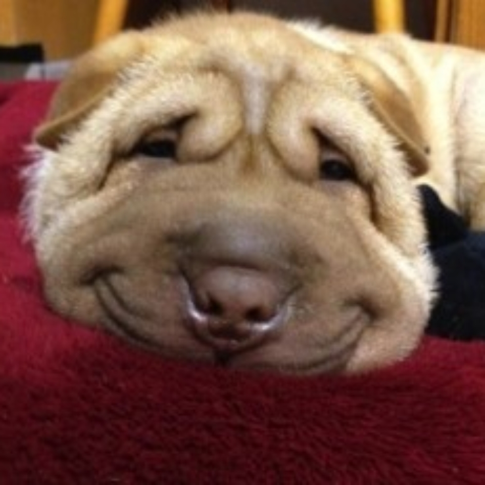 cheer up puppy a bunch of smiling dogs to cheer you up fuzzfeed cheer up puppy a bunch of smiling dogs to cheer you up fuzzfeed