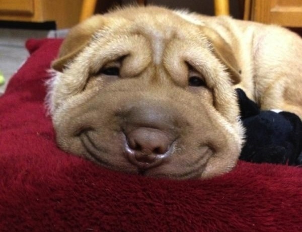 A Bunch of Smiling Dogs to Cheer You Up – FuzzFeed