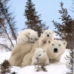 Adorable Animal Families