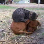 Cats Using Dogs as Pillows