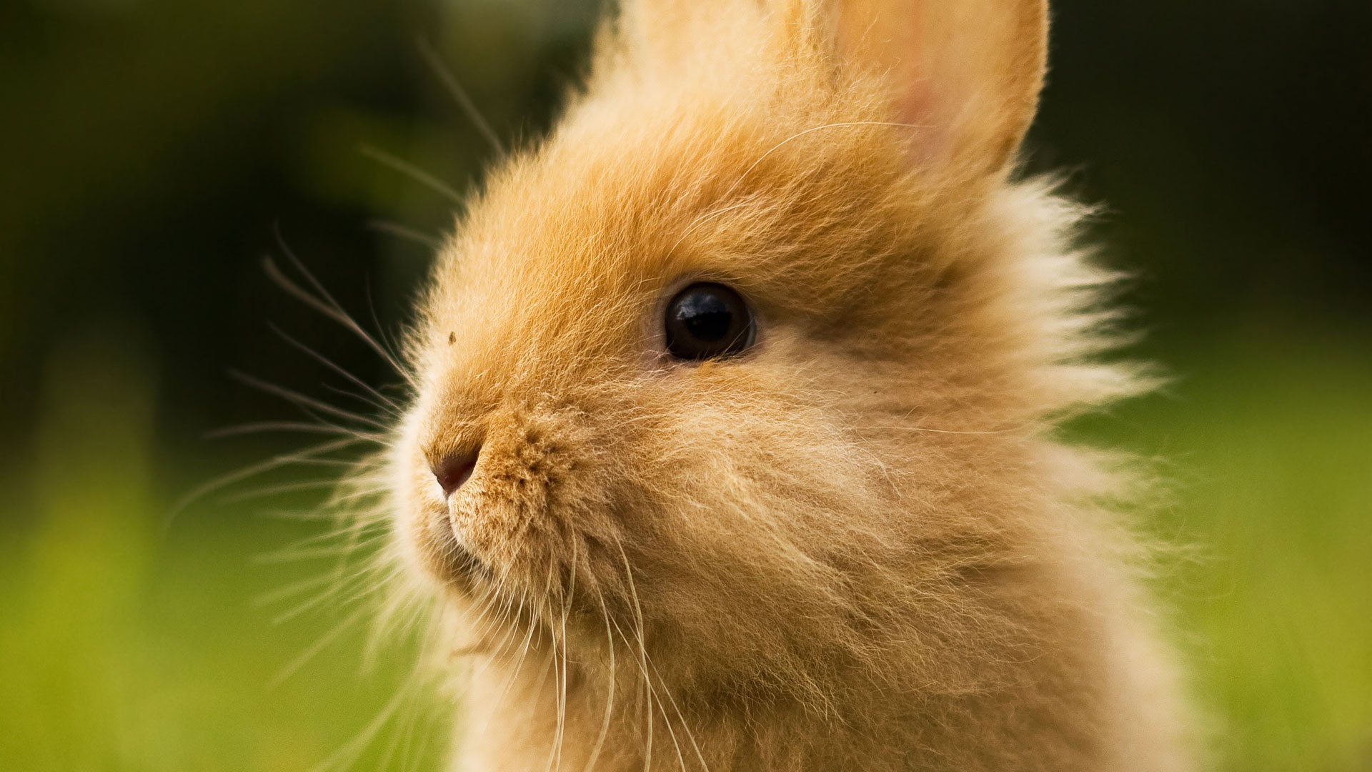 Bunnies FuzzFeed
