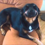 A Bunch of Smiling Dogs to Cheer You Up