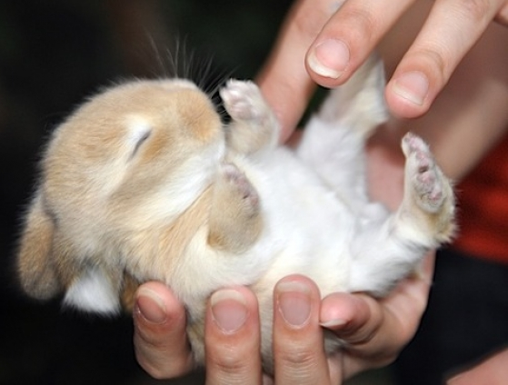 Baby bunny being tickled