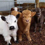 Fuzzy baby cows smiling for the camera