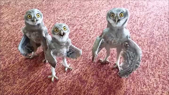 Baby owls