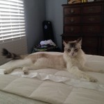 Leroo is a cat who is long and slender