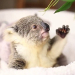 Baby Koalas
