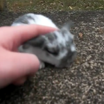 This is the Cutest Little Button of a Bunny