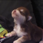 This Fuzzy Little Husky Puppy is So Cute Learning to Howl