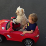 This little dog is actually driving!