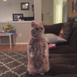 George the Standing Cat