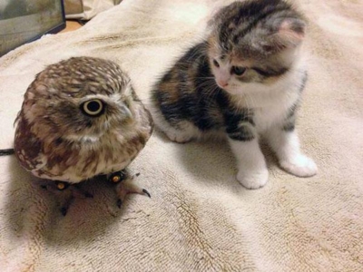 kitten and owl sleepy cuddles!