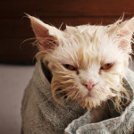 Bathed pets