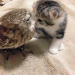Kitten and Owl