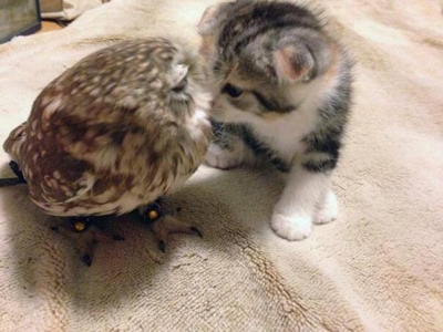 kitten and owl sleepy cuddles!