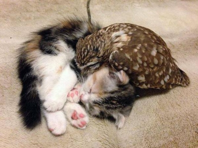 kitten and owl sleepy cuddles!