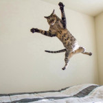 Flying Cats